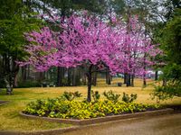 Cercis canadensis Forest Pansy