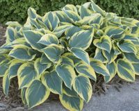 Hosta First Frost Hosta First Frost