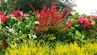 Nandina Obsessed ® Nandina Obsessed ®