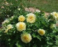 Paeonia Itoh 2