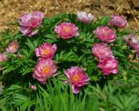 Paeonia Itoh 3