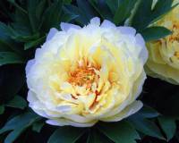 Paeonia Itoh Bartzella