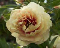 Paeonia Itoh Canary Brilliant
