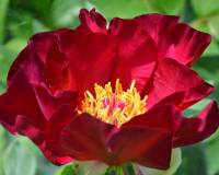 Paeonia Itoh Scarlet Heaven