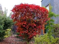 Quercus palustris Isabel Quercus palustris Isabel