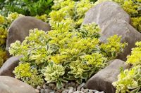 Sedum Atlantis 2