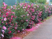 Seto Camellia sasanqua