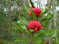 Telopea speciosissima