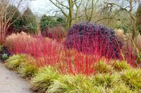 Cornus and Carex