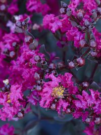 Lagerstroemia Blak Diamond Mystic Magenta