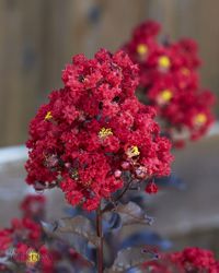Lagerstroemia Blak Diamond Red Hot