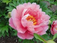 Paeonia Itoh Pink Double Dandy