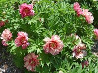 Paeonia Itoh Hillary