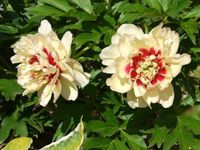 Paeonia Itoh Prairie Charm