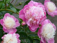 Paeonia lactiflora Bowl of Beauty