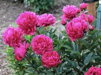 Paeonia lactiflora Kansas