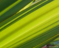Phormium Apricot Queen