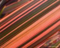 Phormium Maori Chief