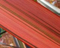 Phormium Maori Queen