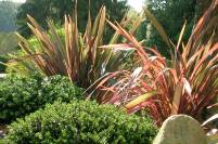 Phormium jardín 2