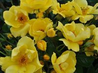 Rosa Lemon Fizz - Kordes