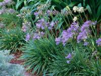 Agapanthus Peter Pan