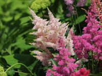 Astilbe Astary