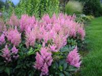 Astilbe Vision in Pink