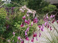 Dierama pulcherrium
