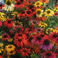 Echinacea purpurea Cheyenne Spirit