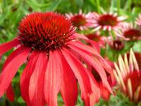 Echinacea purpurea Hot Coral