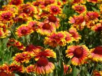 Gaillardia Sunrita Yellow Red