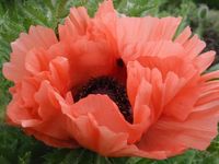 Papaver orientale Aglaya