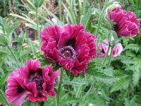 Papaver orientale Harlem