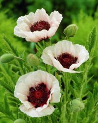 Papaver orientale Perry's White