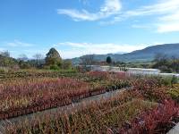 Vivero oto&ntilde;o 2017 3