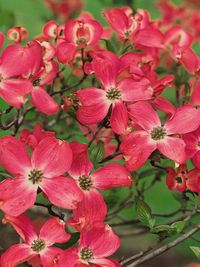 Novedades - Cornus Novedades - Cornus