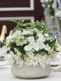 Novedades - Hortensias