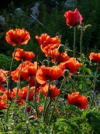 Novedades - Plantas vivaces